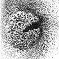 Seedpod Too